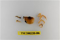 藏品(達觀澤蟹)的圖片